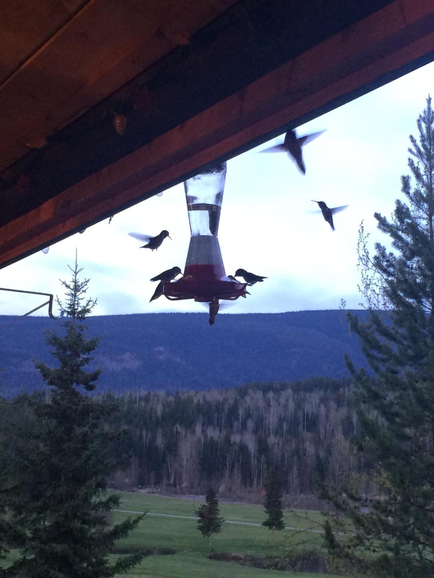 Helmcken Falls Lodge Cabin Rooms And Rv Park Клиъруотър Екстериор снимка